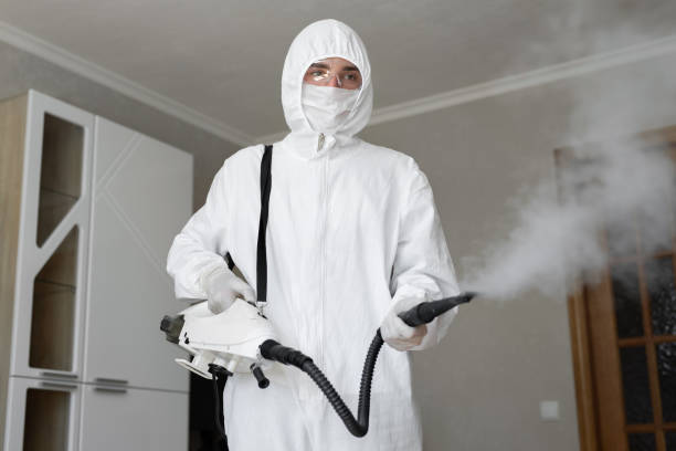 Best Black Mold Removal  in Clara City, MN